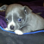 blue chihuahua with blue eyes